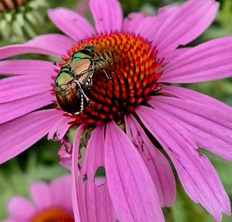 Beatle juice Color Awards Winners and Nominees