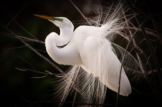 Looking for Love Color Awards Winners and Nominees