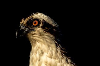 Osprey Color Awards Winners and Nominees