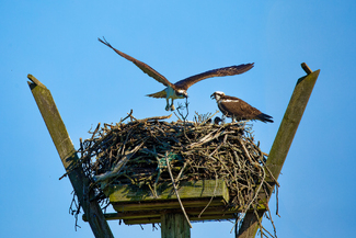 Home Furnishings Color Awards Winners and Nominees