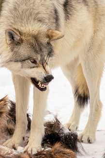 Snarly Wolf Color Awards Winners and Nominees