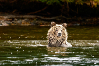 Blonde Grizzly Bear in the Water Color Awards Winners and Nominees