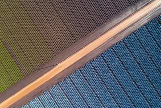 Cabbage Harvest, Bacchus Marsh Color Awards Winners and Nominees