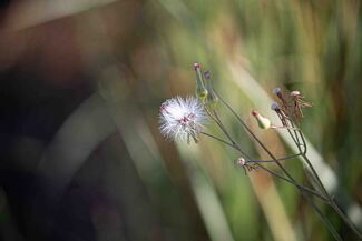 Subtle Color Awards Winners and Nominees