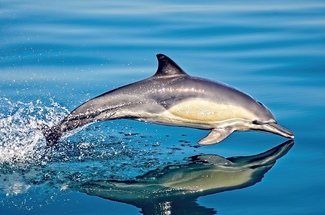 Out of the Blue Color Awards Winners and Nominees