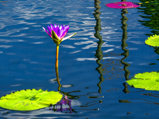 Lily Pond Color Awards Winners and Nominees