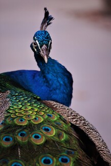 Elegant Peacock Color Awards Winners and Nominees
