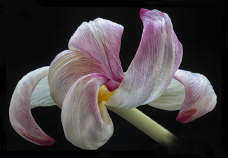 Momento Mori (Tulip) Color Awards Winners and Nominees