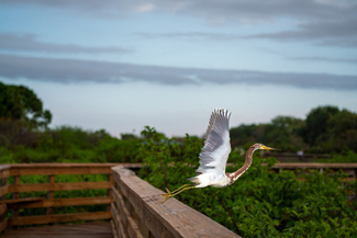 Great Blue Heron #1 Color Awards Winners and Nominees