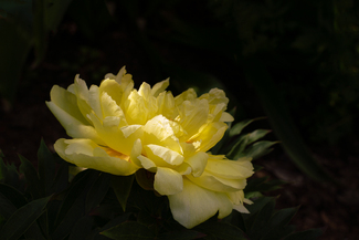 Peony Color Awards Winners and Nominees