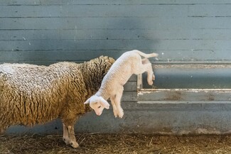 Baby Lamb  Color Awards Winners and Nominees