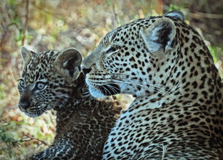 Mother and Cub Color Awards Winners and Nominees