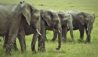 Elephants Consult Color Awards Winners and Nominees