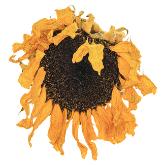 Drooping shoulders Color Awards Winners and Nominees