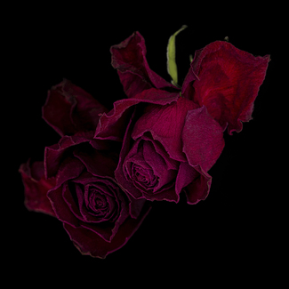 Inner conflicts Color Awards Winners and Nominees