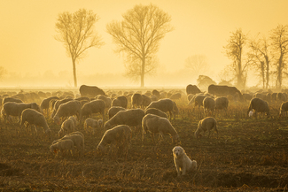 Bucolic Color Awards Winners and Nominees