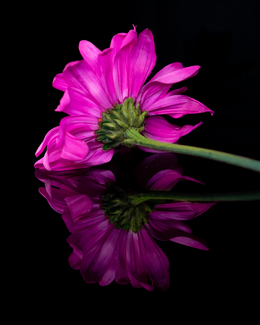 Forsaken Color Awards Winners and Nominees