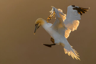 Light Catcher Color Awards Winners and Nominees