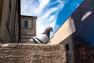 City pigeon Color Awards Winners and Nominees