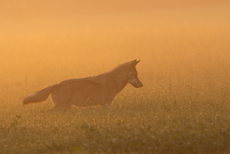 Young wolf at sunrise Color Awards Winners and Nominees