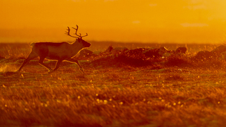 The Mars Deer Color Awards Winners and Nominees