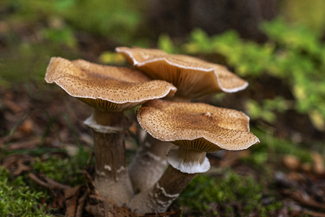 Wild Mushrooms Color Awards Winners and Nominees
