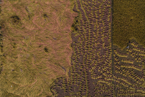 Rice Harvesting Rice Harvesting