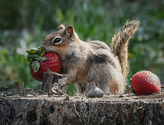 Strawberry Chipmunk Color Awards Winners and Nominees