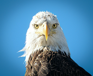 Eagle Eye Color Awards Winners and Nominees