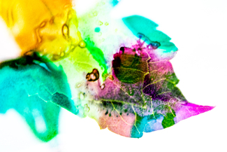 Dreams Color Awards Winners and Nominees
