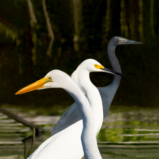 Guardians of the Wetlands Color Awards Winners and Nominees