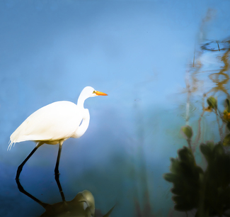 Wading In Color Awards Winners and Nominees