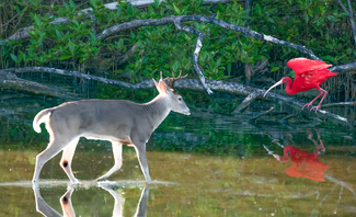 Enchanted Pond Color Awards Winners and Nominees