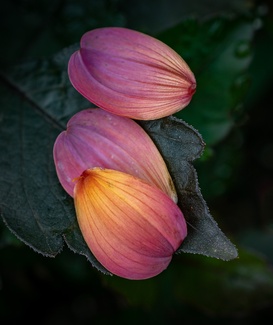 Soft Landing Color Awards Winners and Nominees