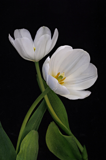 Hugs Color Awards Winners and Nominees