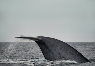 Gentle Giant's Bow Color Awards Winners and Nominees