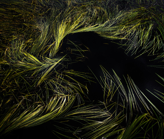 Grass Color Awards Winners and Nominees