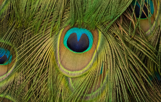 Proud As A Color Awards Winners and Nominees