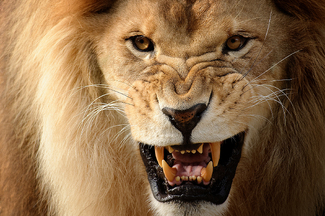 Run or always regret Color Awards Winners and Nominees