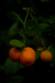 Oranges Color Awards Winners and Nominees