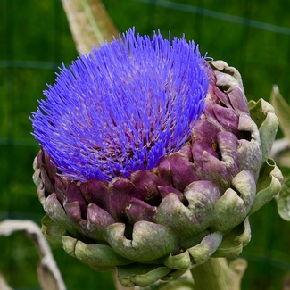 It's an Artichoke! Color Awards Winners and Nominees