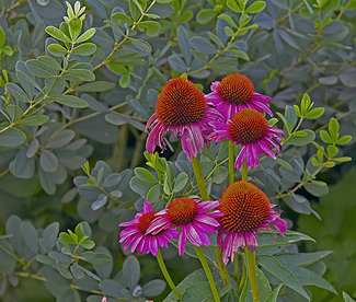 FLOWERS SUNNING Color Awards Winners and Nominees