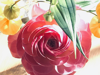 Spring Flower Color Awards Winners and Nominees