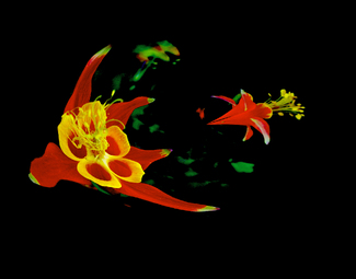 Flower Dance Color Awards Winners and Nominees