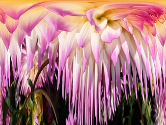 Flower Jungle Color Awards Winners and Nominees