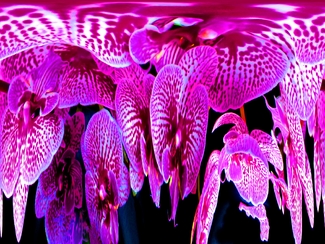 Orchid Fantasy Color Awards Winners and Nominees