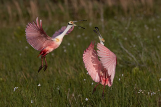 Spoonbill surprise Color Awards Winners and Nominees