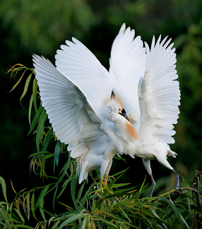 Cattle Egret Feeding Young Color Awards Winners and Nominees