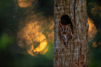 Screech Owl @ Sunset Color Awards Winners and Nominees