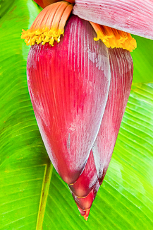 Banana Flower Color Awards Winners and Nominees
